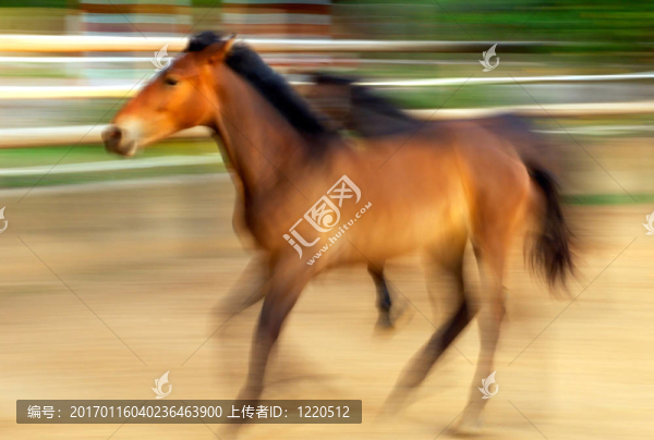 奔跑的馬匹