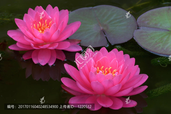 Waterlily（Nymphaea）