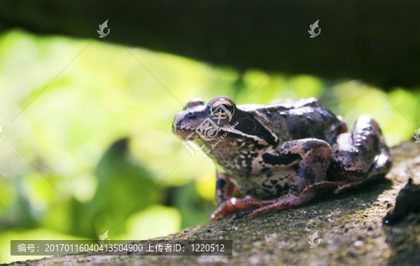 青蛙