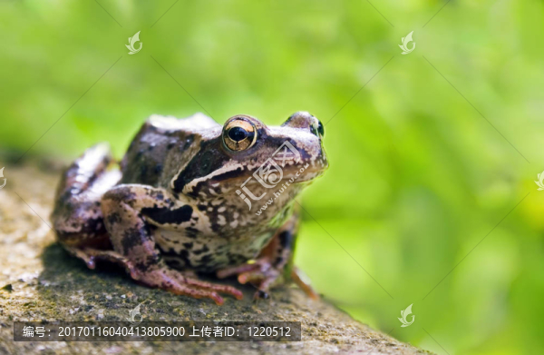 青蛙