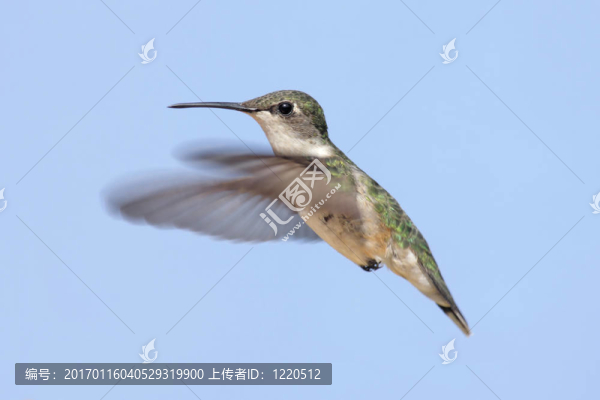 紅寶石喉蜂鳥