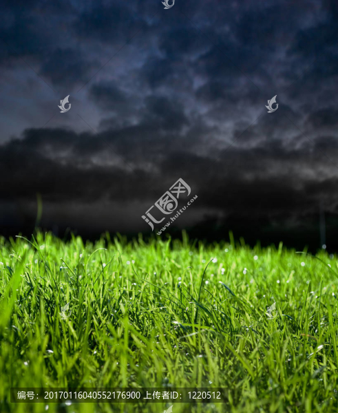 暴風雨中的草
