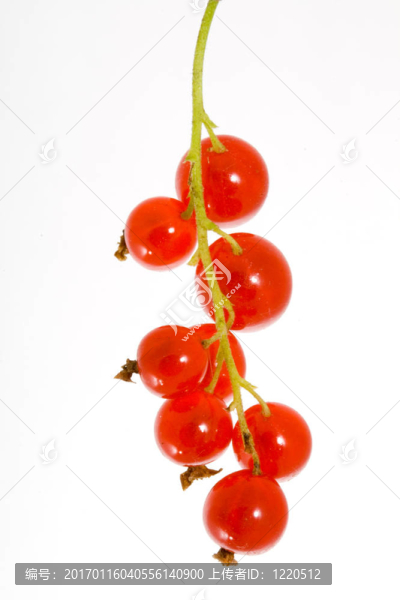 紅醋栗