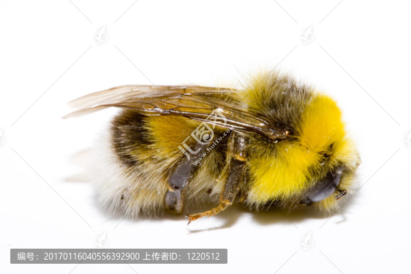 大黃蜂-匯圖網(wǎng) www.fosd68.com 大黃蜂