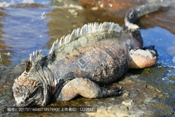 鬣蜥