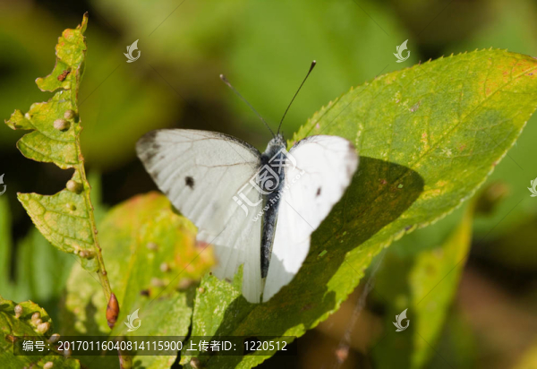白色的蝴蝶