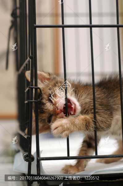 白內(nèi)障救援小貓