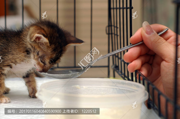 喂養(yǎng)小貓