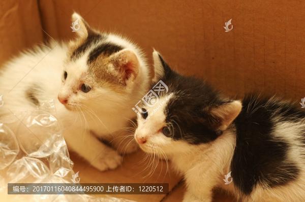 兩只小貓在盒子里