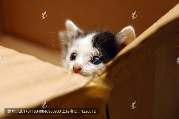 可愛(ài)的小貓?jiān)诤凶永? title=