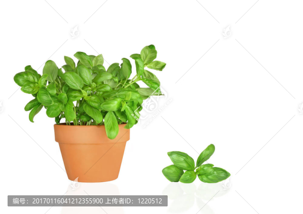 羅勒