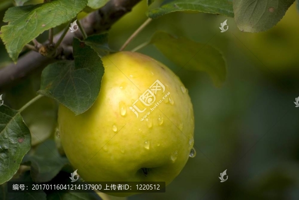 樹上的蘋果