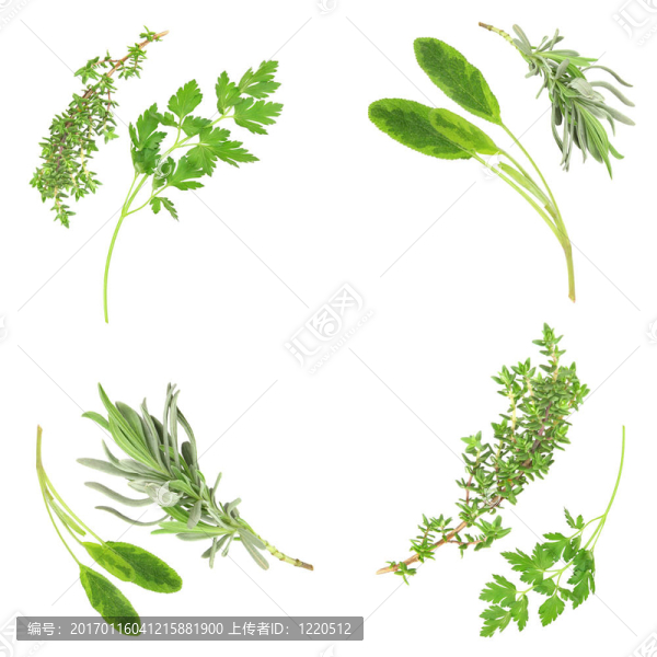 草本植物的選擇