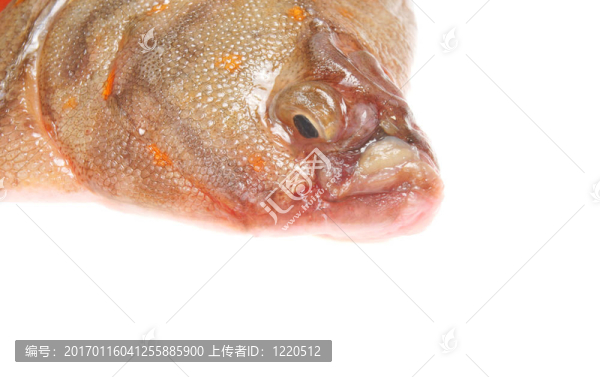 鰈魚特寫
