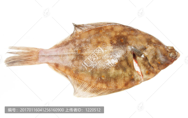 鰈扁魚