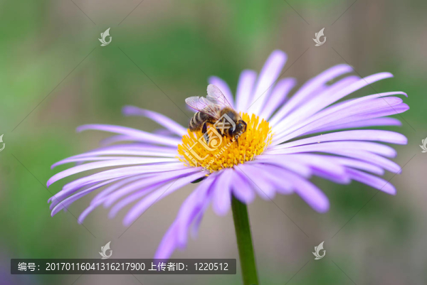 花與蜜蜂