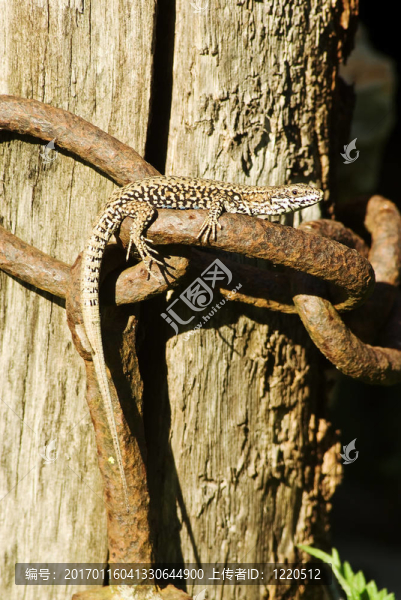 蜥蜴在曬太陽(yáng)