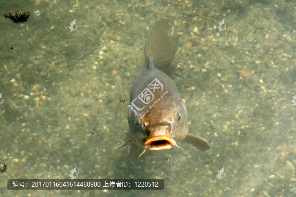 鯉魚-東寺廟；京都；日本