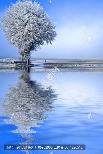 冬季景觀一棵樹(shù)