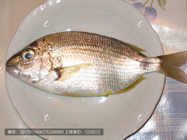 新鮮魚-銀模式