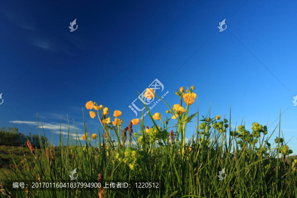 夏季景觀