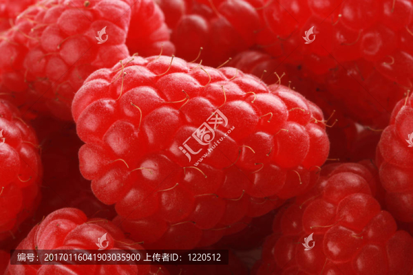 成熟的覆盆子-匯圖網(wǎng) www.fosd68.com 成熟的覆盆子