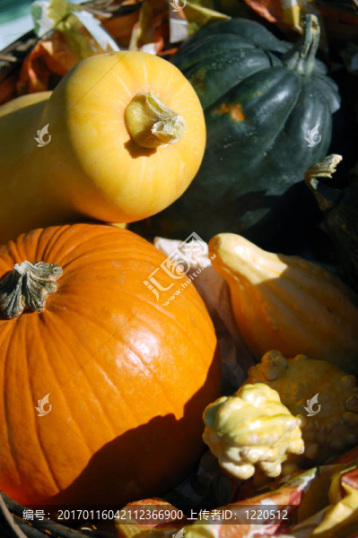 戶外收獲和感謝