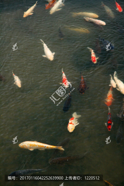 靦腆的鯉魚(yú)河-長(zhǎng)崎市；日本