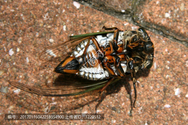 躺在它背上的熱帶甲蟲；日本