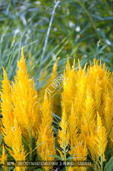 黃色雞冠花