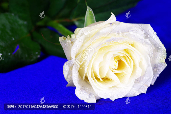 白玫瑰-匯圖網(wǎng) www.fosd68.com 白玫瑰