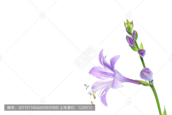 花白色
