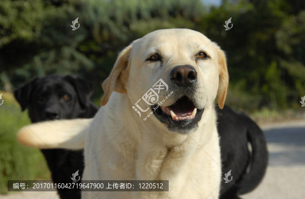 拉布拉多獵犬