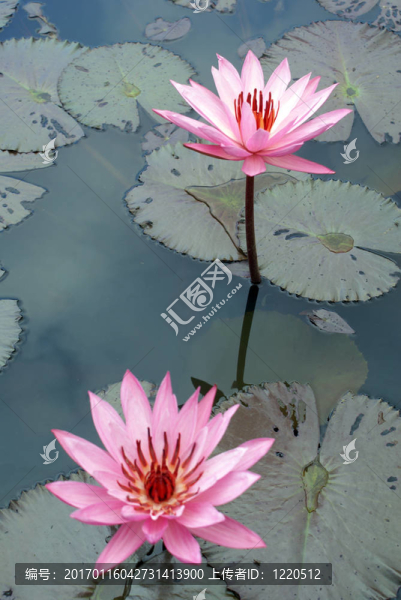 蓮花