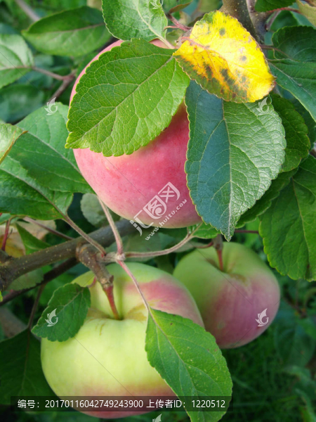 成熟的蘋(píng)果