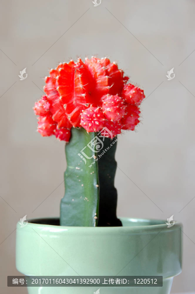 仙人掌