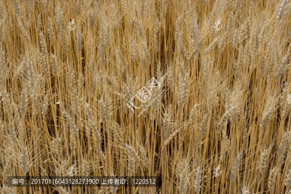 小麥-匯圖網(wǎng) www.fosd68.com 小麥