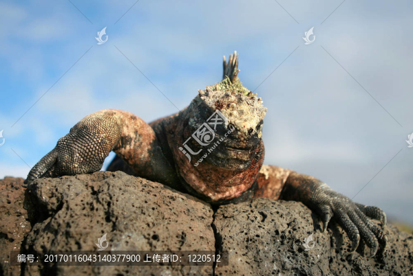 海鬣蜥的凝視