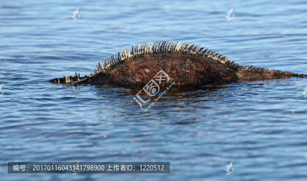 尼斯湖怪獸