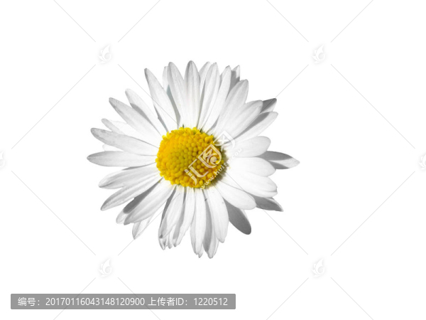 雛菊