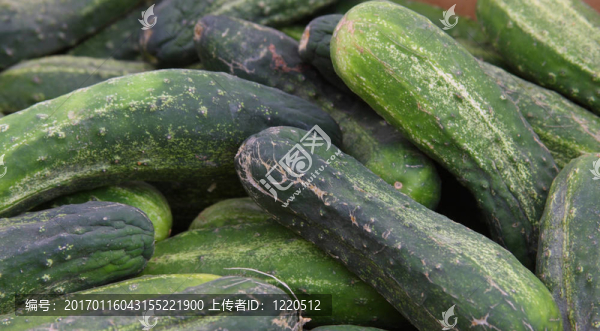 農(nóng)貿(mào)市場的黃瓜