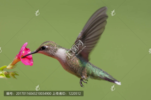 紅寶石喉蜂鳥