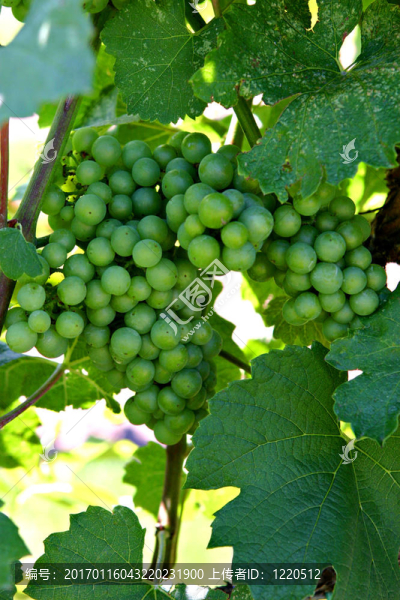 綠葡萄