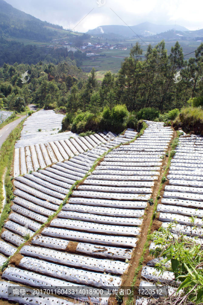 人工林-匯圖網(wǎng) www.fosd68.com 人工林