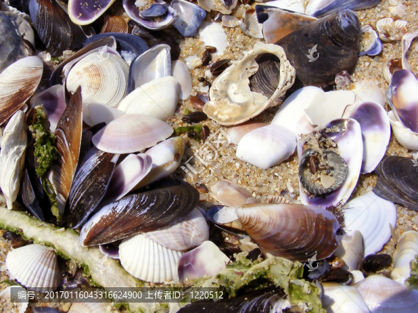 貽貝-匯圖網(wǎng) www.fosd68.com 貽貝