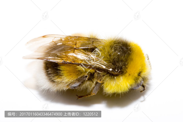 大黃蜂