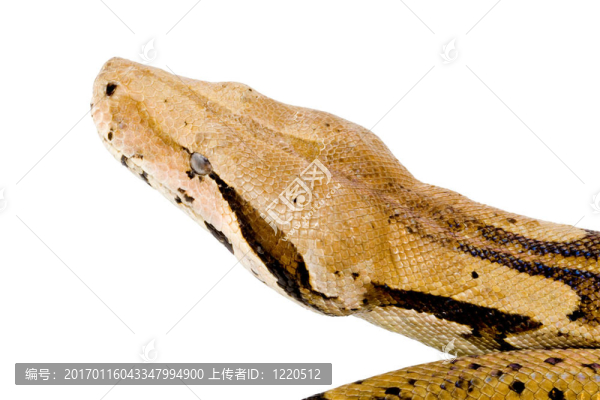 博阿河一頭