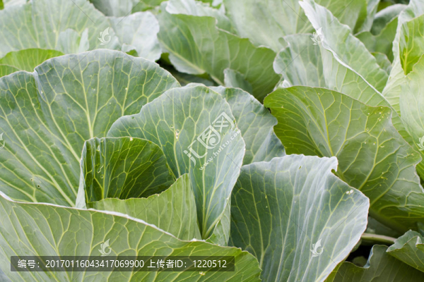 白菜-匯圖網(wǎng) www.fosd68.com 白菜