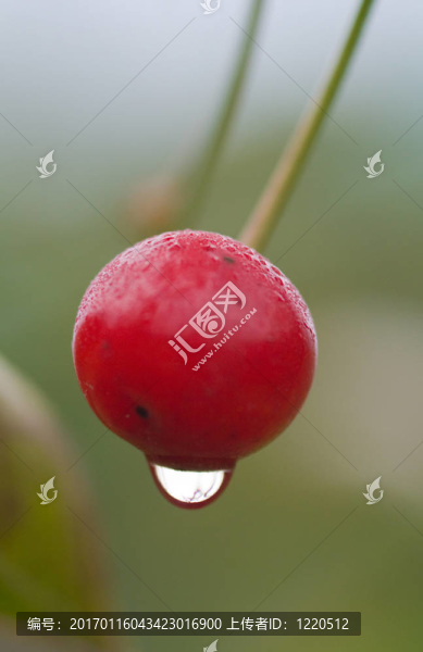 櫻桃漿果