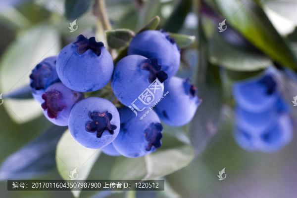 heathberries,/藍(lán)莓